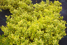 Fusainnain Fusain nain panaché jaune (Euonymus fortunei'Emerald gold')